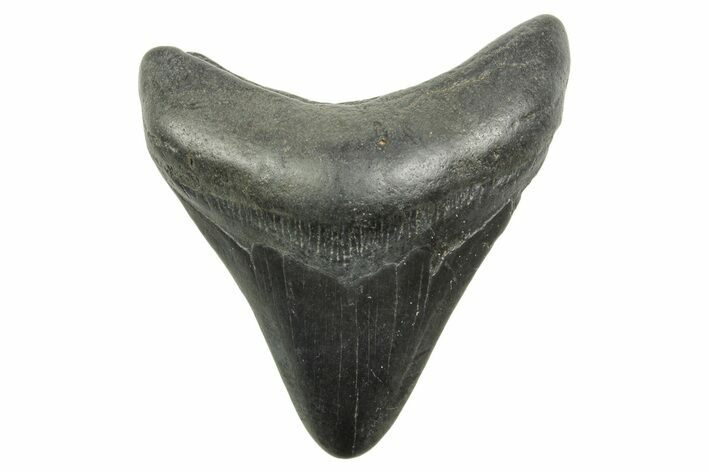 Juvenile Megalodon Tooth - South Carolina #368037